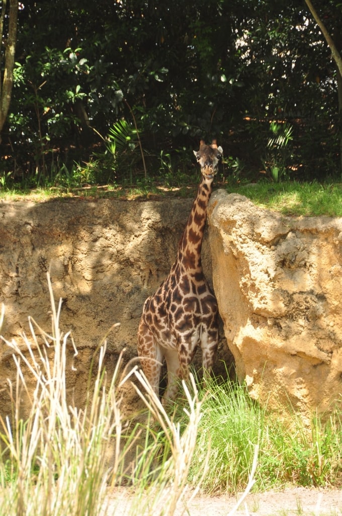 Giraffe scratching neck