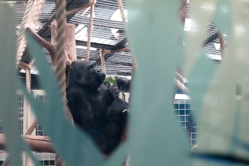 London Zoo Gorilla