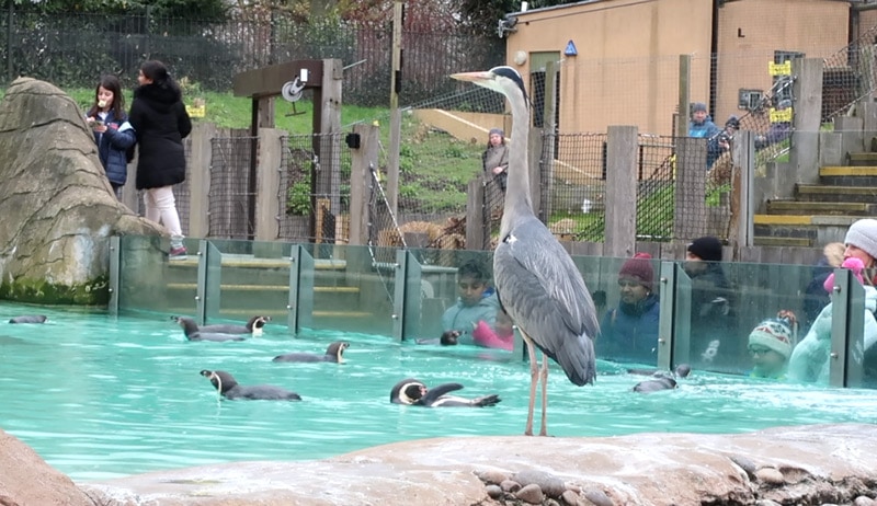 London Zoo Animals